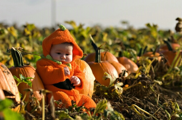 The Perfect Fall Pumpkin