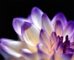 PURPLE DALIA