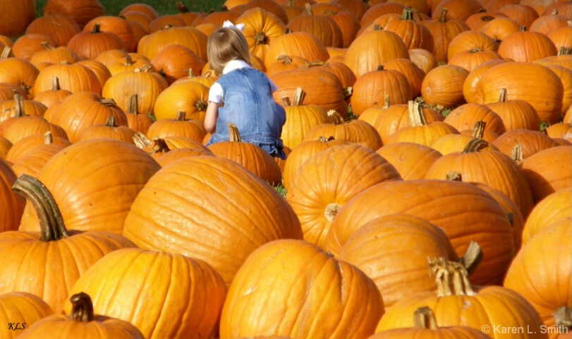Finding the perfect  Pumpkin
