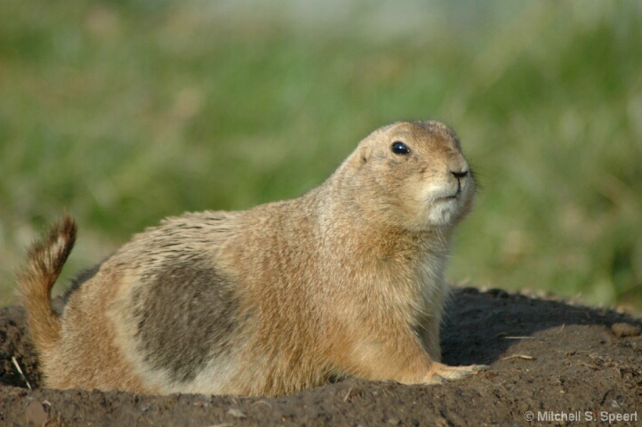 Prairie Dog Profile