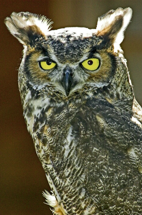 Backlit Owl
