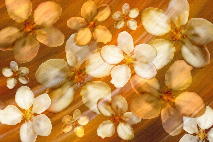Fall flower abstract
