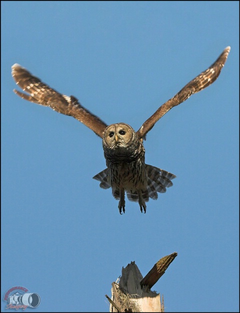 Barred Owl Take Off