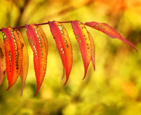 Sumac Ablaze