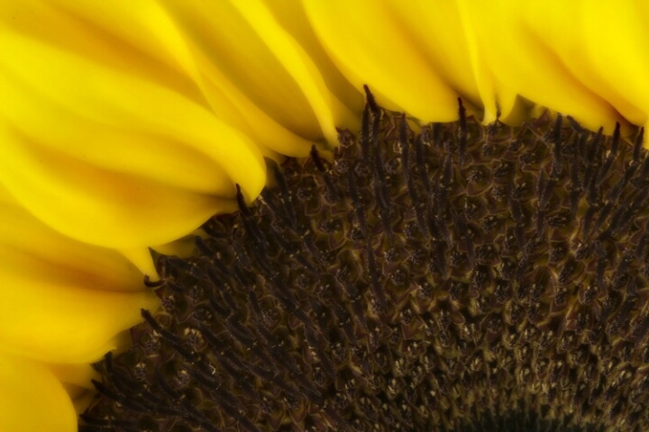 Another Sunflower Macro 