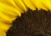 Another Sunflower...