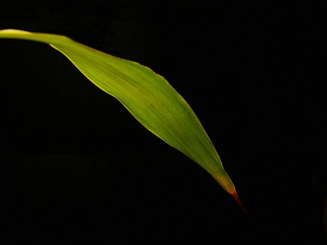 leaf