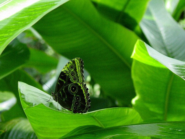 Shades Of Green