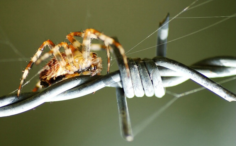 spider VS barbed wire