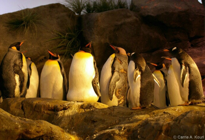 "Penguin March"