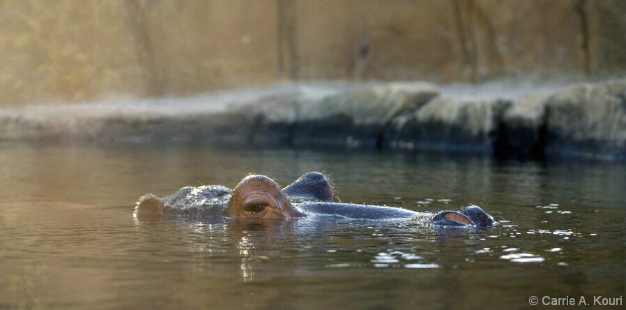 Hippo - STL Zoo