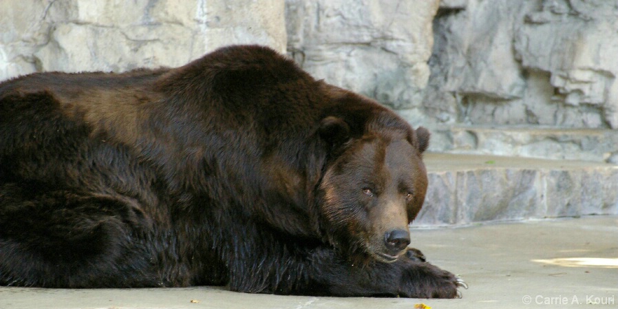 Brown Bear - STL Zoo