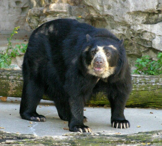 Black Bear - STL Zoo