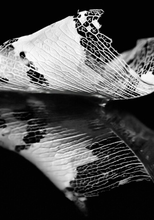 Skeletal Leaf II