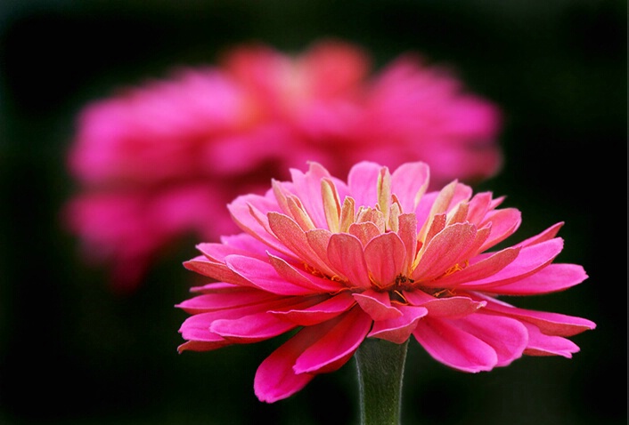 Hot Pink Zinnia - ID: 4971143 © Janine Russell