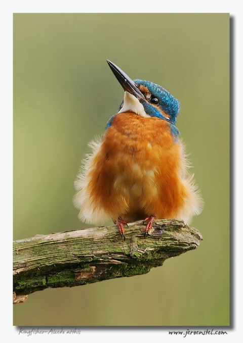 Kingfisher Man