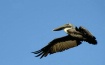 Manchac Pelican