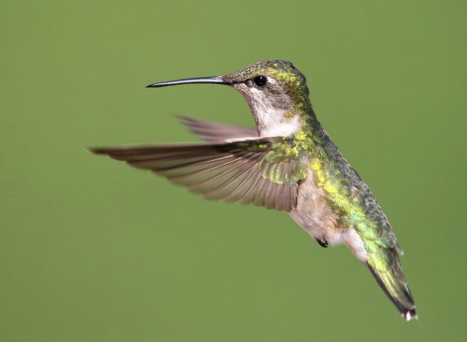 Summer Hummer