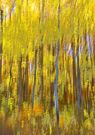 Yellow Woodlands