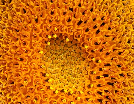 Sunflower Crater
