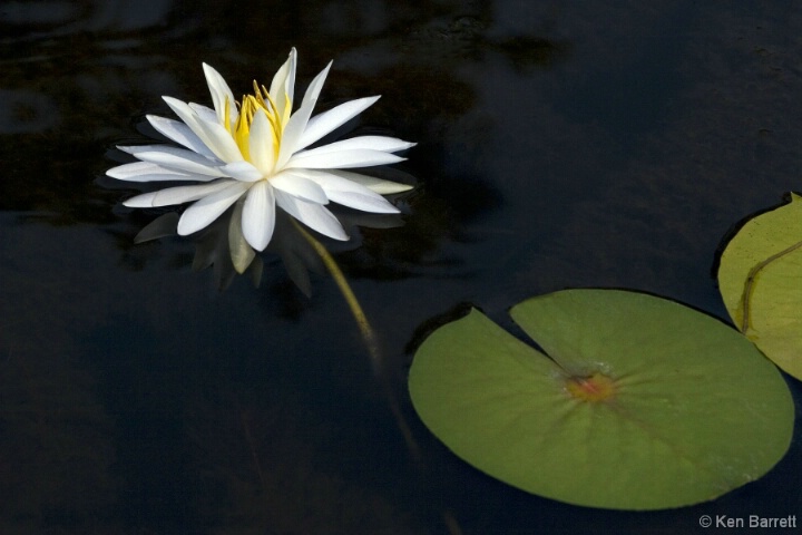 Lake Juniper Lily Flower