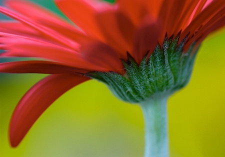 Gerber Daisy