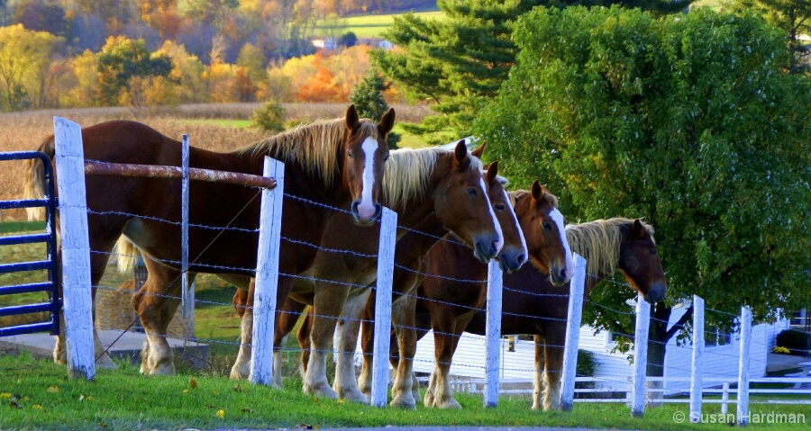 Amish Horses