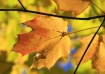 Golden Leaf