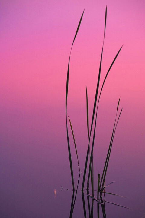 Calming Dispersion