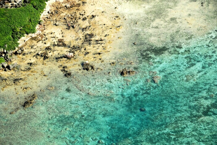 Coral Reef Abstract - ID: 4988379 © Nichole Gonzalez