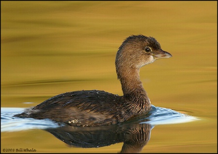 Pied-billed Grebe