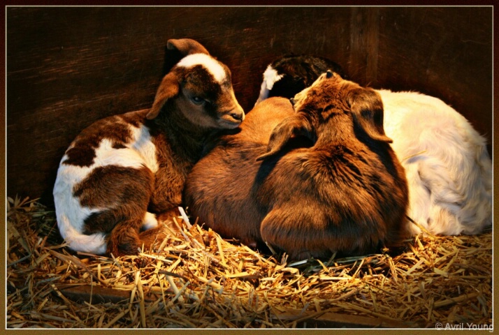 Little Lambs Cuddling.