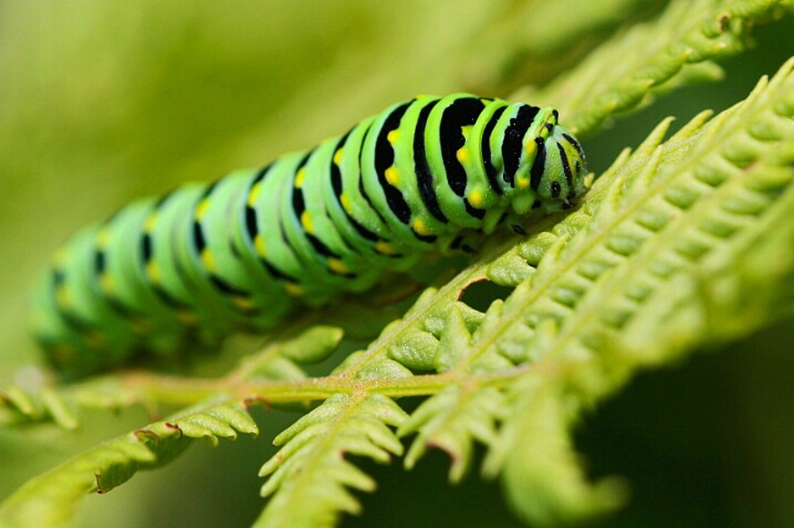 Swallowtail Caterpillar