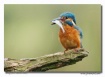 Kingfisher(-Man.....