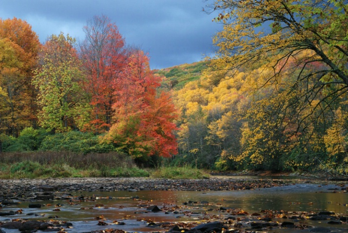 Down by the Stream