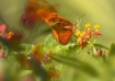flutter by shutte...