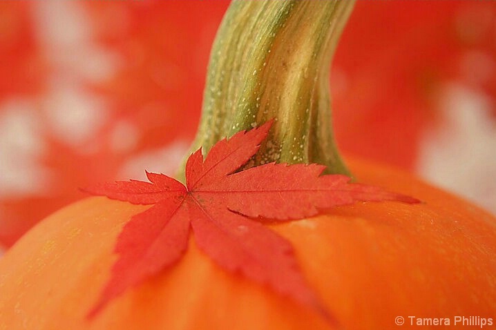 Fall Pumpkins