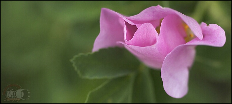 Pink Petals