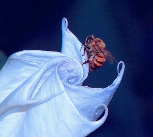 A bee and its flower
