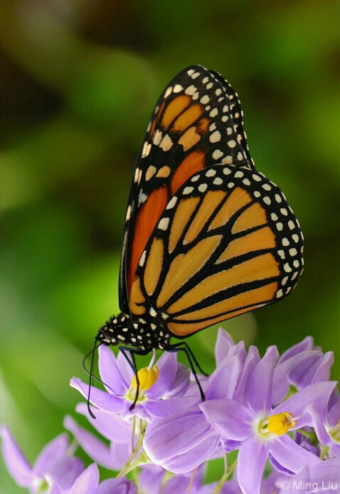 Monarch on purple flowers