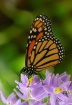 Monarch on purple...