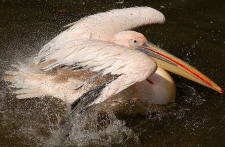 Splashing in the water