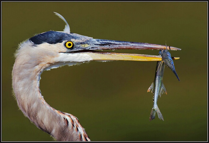 Great Blue Heron and Friend