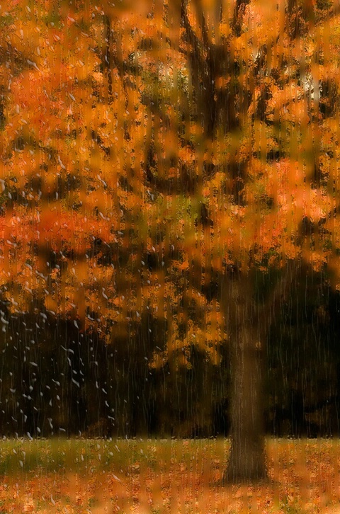 Rainy Autumn Day