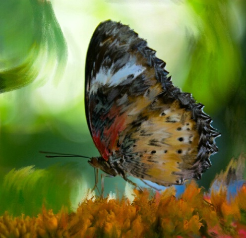 Butterfly in Chalk