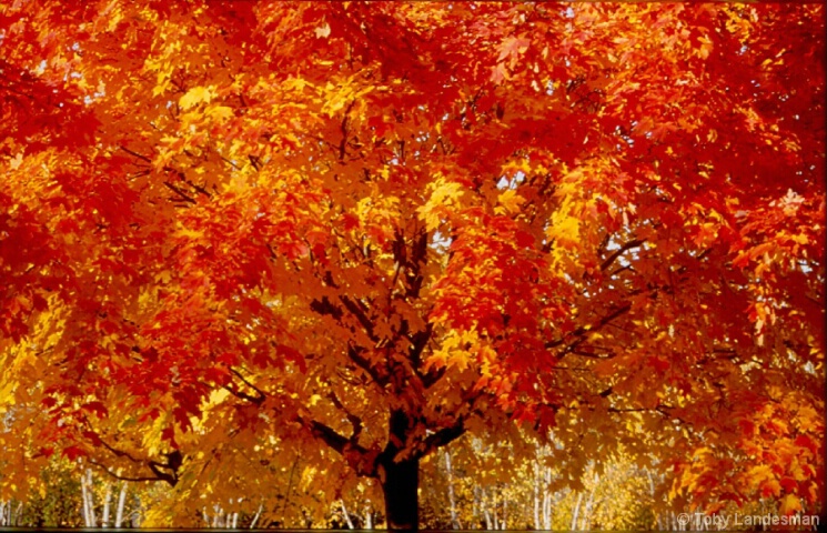 Autumn Potpourri 1 - ID: 5002956 © Toby Landesman