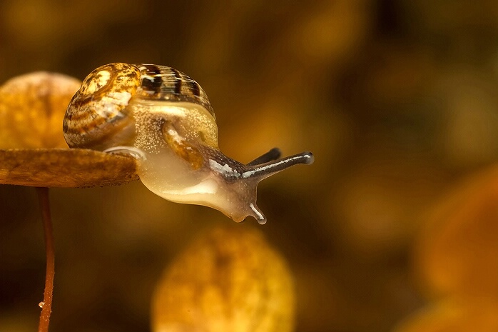 Golden snail