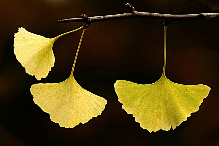 <B>GINKGOS</B>