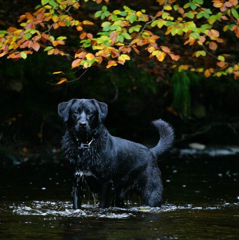 Autumn Dog Days