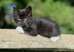 Scratching Post